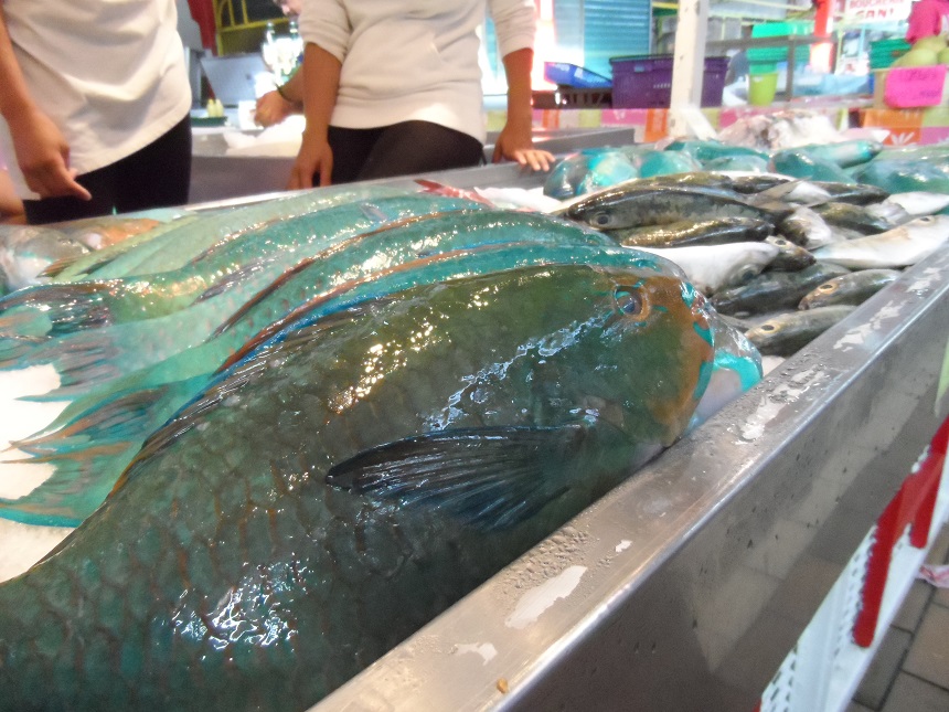 08juni papagaaivissen